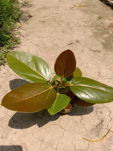 50 BANYAN / BANYAN FIG TREE East Indian Ficus Benghalensis Aerial Root Houseplant Seeds